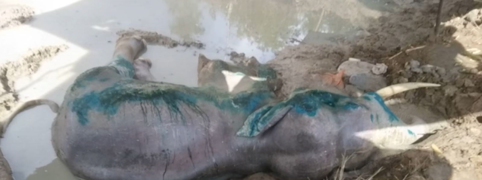 Bhathiya the Elephant Dies After Long Struggle